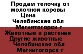 Продам телочку от молочной коровы › Цена ­ 12 000 - Челябинская обл., Магнитогорск г. Животные и растения » Другие животные   . Челябинская обл.,Магнитогорск г.